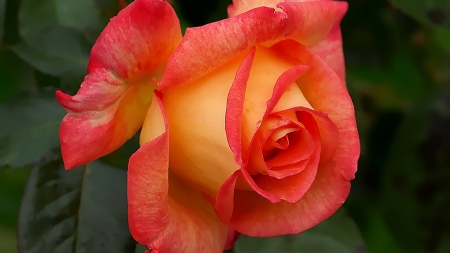 ROSE - NATURE, COLORS, LEAVES, PETALS