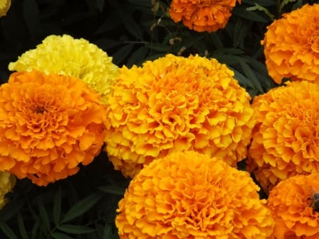 MARIGOLDS - leaves, petals, nature, colors