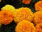 MARIGOLDS