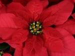 POINSETTIA