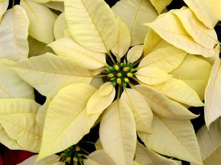 POINSETTIA - NATURE, COLORS, FLOWERS, PETALS