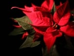 POINSETTIA