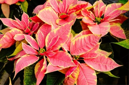 POINSETTIA - leaves, petals, nature, colors