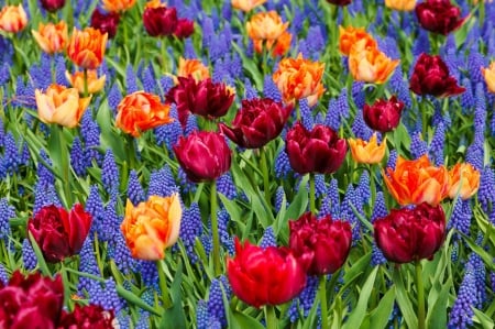 TULIPS - leaves, stems, petals, colors