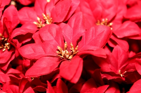 POINSETTIA - NATURE, COLORS, FLOWERS, PETALS