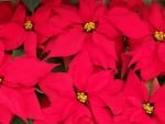 POINSETTIA