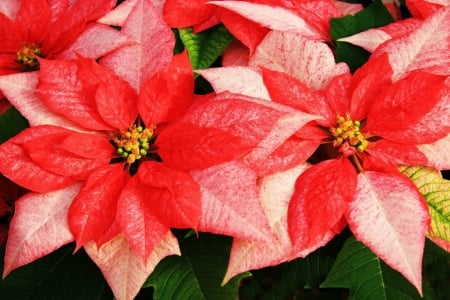 POINSETTIA - leaves, petals, nature, colors