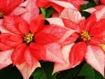 POINSETTIA