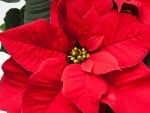 POINSETTIA