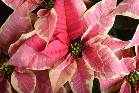 POINSETTIA - NATURE, COLORS, LEAVES, PETALS