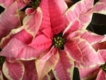 POINSETTIA