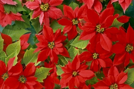 POINSETTIA - leaves, petals, nature, colors