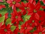 POINSETTIA