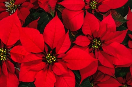 POINSETTIA - leaves, petals, nature, colors