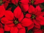 POINSETTIA