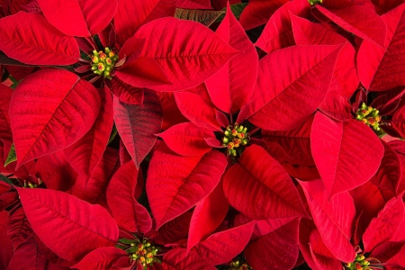 POINSETTIA - petals, nature, colors, plant