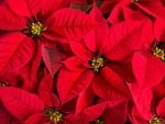 POINSETTIA