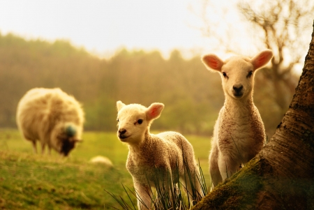 young lambs - field, grass, lamb, sheep