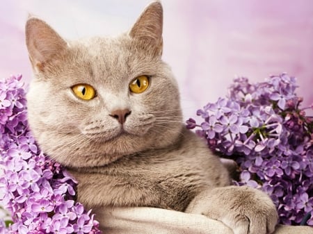 CAT WITH LILACS - lilacs, flowers, cat, beautiful