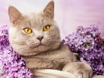 CAT WITH LILACS