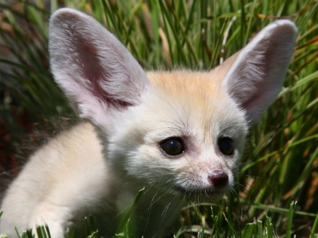 FENNEC FOX - animal, fennec, fox, cute