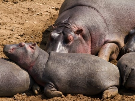 HIPPOPOTAMUS AND CALF - image, animal, mother, calf