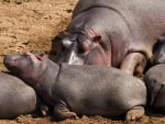 HIPPOPOTAMUS AND CALF