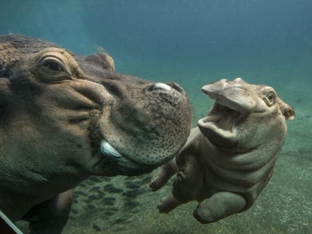 MOTHER AND CALF - image, animal, mother, calf