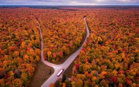 thick forest - fun, trees, nature, cool, thick forest