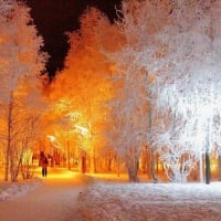 Snowy Trees