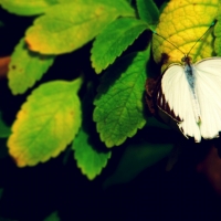 Butterfly on Green Leaves