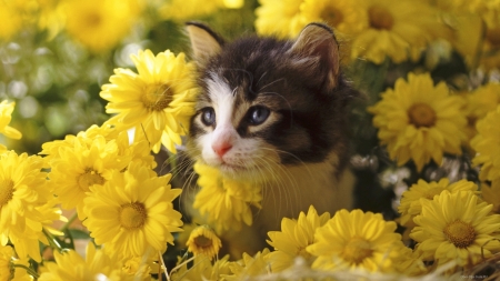 Kitten in Flowers - yellow, cat, animal, flowers, kitten