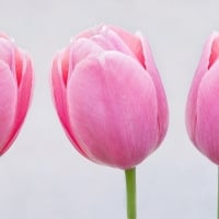 Pink Tulips