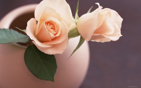 Flowers in a Pot - pot, flowers, roses, white, nature