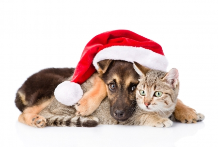 Waiting for Santa - paw, craciun, hat, couple, cat, puppy, pet, pisica, christmas, santa, dog, red, animal, cute