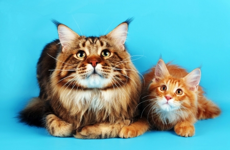 Cat and kitten - blue, orange, cat, pisica, animal, kitten, maine coon, cute, couple