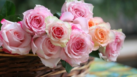 Roses - rose, flower, pink, beautiful