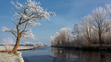 The trees at winter - white, winter, tree, river