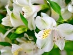 alstroemeria flowers