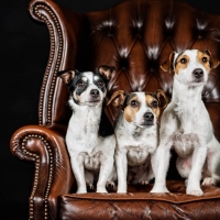 Jack Russell Terrier dogs