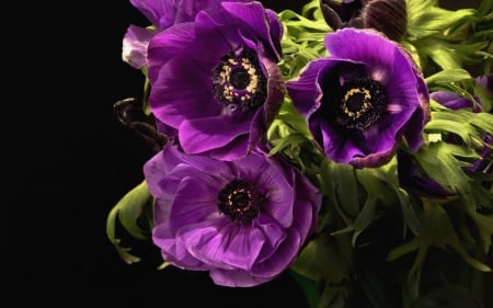 Violet flowers