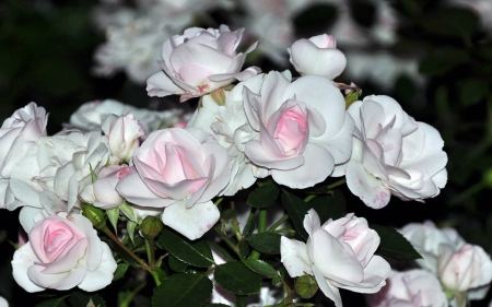 White roses - flowers, fun, roses, nature, cool, White