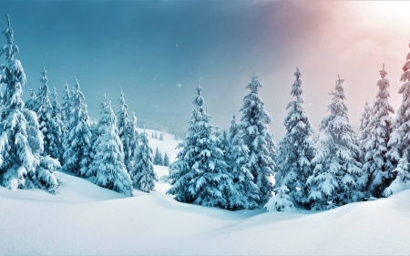 winter forest - nature, fun, forest, cool, winter