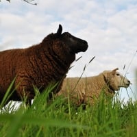 Two sheep