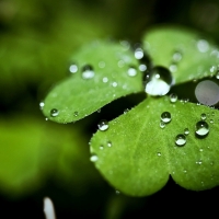 Water Drops Macro