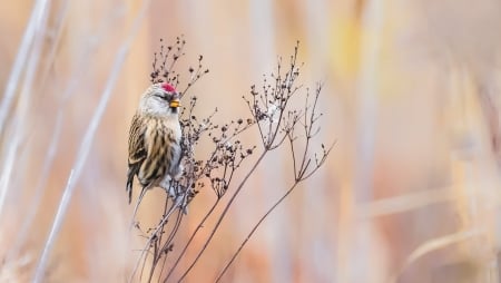 Little Bird - animal, nature, bird, branch