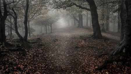 Forest - nature, landscape, trees, forest, leaves, path