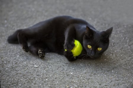 Playing - black, cute, animals, cat