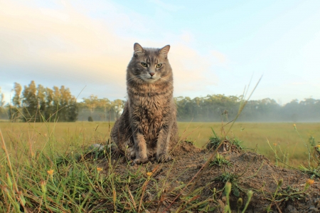 Cute Cat - pet, outdoor, animals, cat