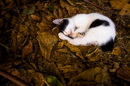 Cute Cat - cat, animals, cute, sleeping